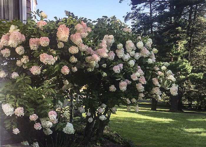 summer-hydrangea-bush-at-tarrywile