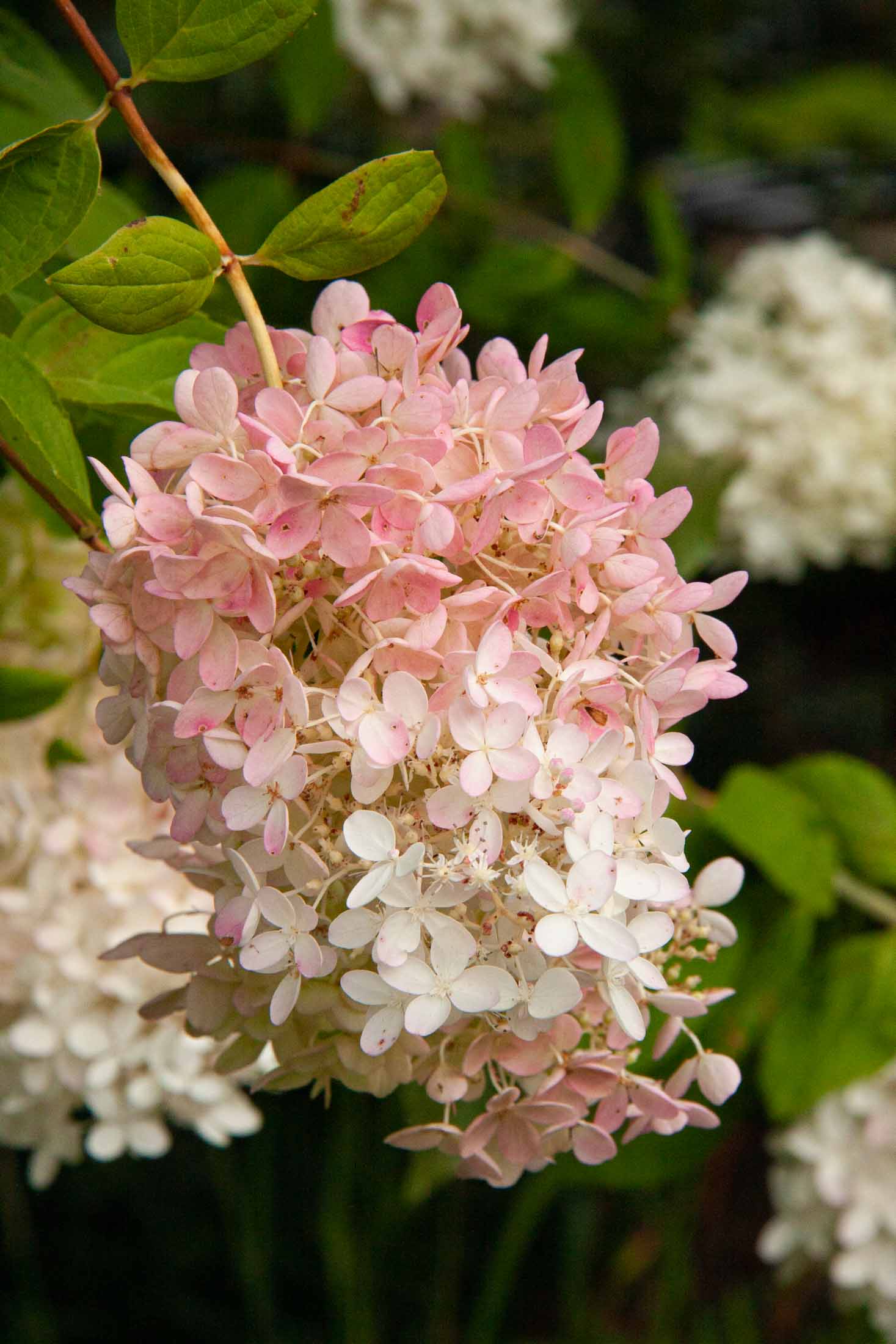 The Summer Wedding of Dave and Mary whitepink-summer-hydranges